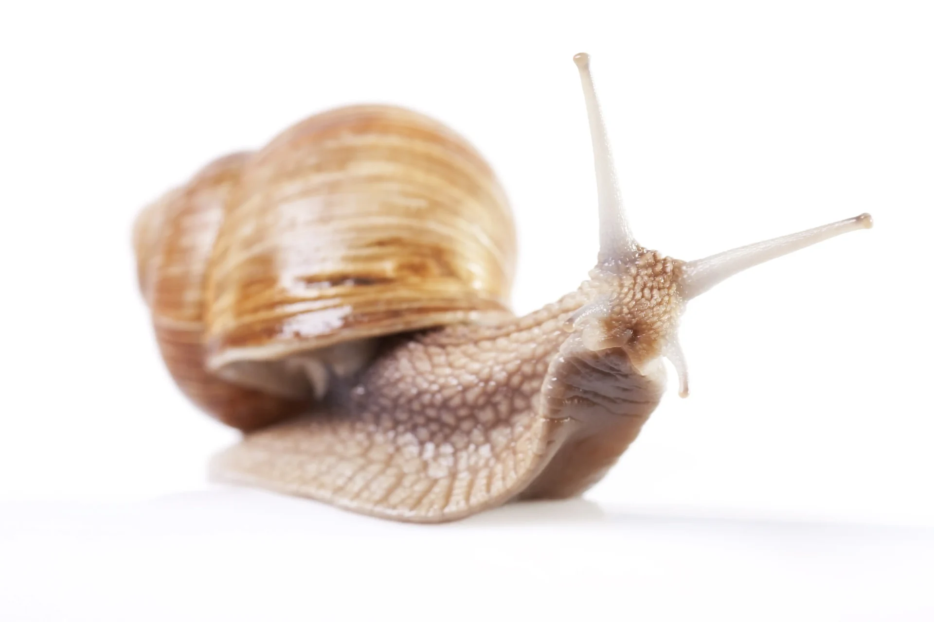 Close-up of a snail moving slowly on a white background, symbolizing slow DNS response times that increase page load delays and negatively affect SEO performance.